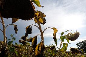 Sunflower Field During The Heat Wave - Castelnaudary