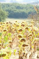 Sunflower Field During The Heat Wave - Castelnaudary