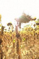 Sunflower Field During The Heat Wave - Castelnaudary