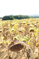 Sunflower Field During The Heat Wave - Castelnaudary