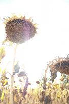 Sunflower Field During The Heat Wave - Castelnaudary