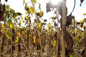 Sunflower Field During The Heat Wave - Castelnaudary