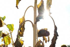 Sunflower Field During The Heat Wave - Castelnaudary