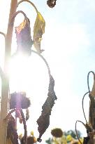 Sunflower Field During The Heat Wave - Castelnaudary