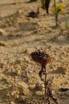 Sunflower Field During The Heat Wave - Castelnaudary