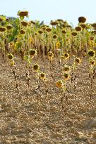 Sunflower Field During The Heat Wave - Castelnaudary