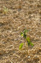 Sunflower Field During The Heat Wave - Castelnaudary