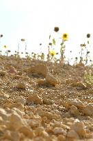 Sunflower Field During The Heat Wave - Castelnaudary