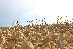 Sunflower Field During The Heat Wave - Castelnaudary