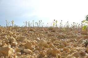 Sunflower Field During The Heat Wave - Castelnaudary