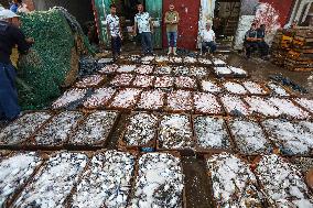 EGYPT-DAMIETTA-DAILY LIFE-FISHING PORT