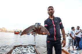 EGYPT-DAMIETTA-DAILY LIFE-FISHING PORT