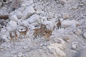 Northern Goats Forage in Bozhou