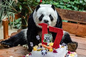The Giant Pandas Xing Xing And Liang Liang Celebrate Their 17th Birthday At The National Zoo In Kuala Lumpur