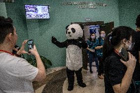 The Giant Pandas Xing Xing And Liang Liang Celebrate Their 17th Birthday At The National Zoo In Kuala Lumpur