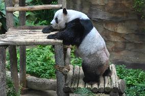 Malaysia Panda 17th Birthday