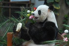 Malaysia Panda 17th Birthday
