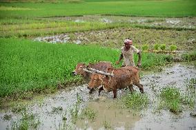 Daily Life In India