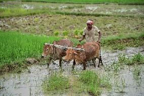 Daily Life In India