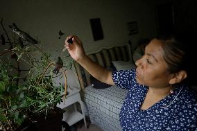 Catia Lattouf, Hummingbird Rescuer And Caregiver In Mexico