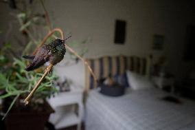 Catia Lattouf, Hummingbird Rescuer And Caregiver In Mexico