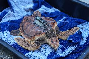 A Turtle Released In The Wild - San Sebastian