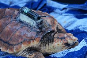 A Turtle Released In The Wild - San Sebastian