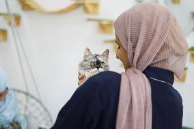 First Cat Cafe in Gaza City - Palestine