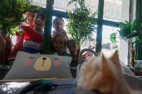 First Cat Cafe in Gaza City - Palestine