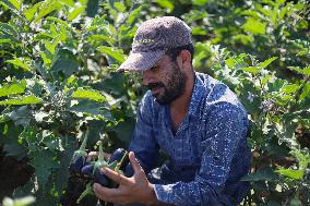 Harvest The Fruits Of Eggplant - Gaza