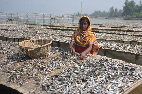 Bangladesh - Child Labor - Working Dry Fish Village - Cox’s Bazar