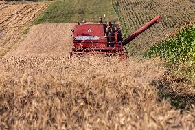 Harvest Season In Poland