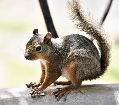 Squirrel at western Japan zoo