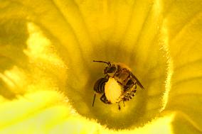 Squash Bees In An Acorn Squash Flower