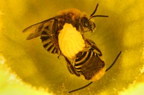 Squash Bees In An Acorn Squash Flower