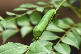 India Wildlife