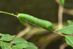 India Wildlife