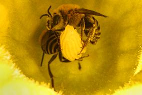 Squash Bees In An Acorn Squash Flower