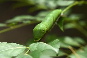 India Wildlife