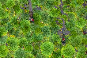 Gorgon Fruit Harvest in Taizhou