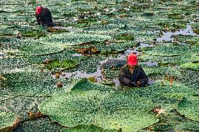 Gorgon Fruit Harvest in Taizhou