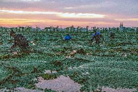 Gorgon Fruit Harvest in Taizhou