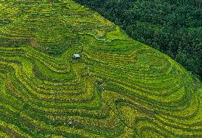 Jiapang Rice Terraces in Congjiang