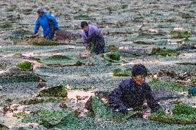 Gorgon Fruit Harvest in Taizhou