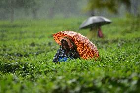 INDIA-ASSAM-NAGAON-TEA GARDEN