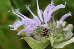 Pink Spotted Lady Beetle