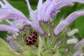 Pink Spotted Lady Beetle