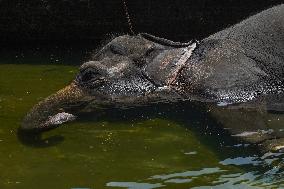 Dehiwala Zoological Garden In Sri Lanka