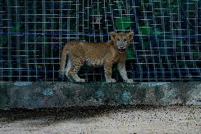 Dehiwala Zoological Garden In Sri Lanka