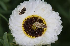 Plant Bugs On A Flower